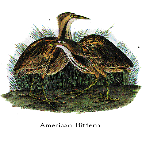 American Bittern