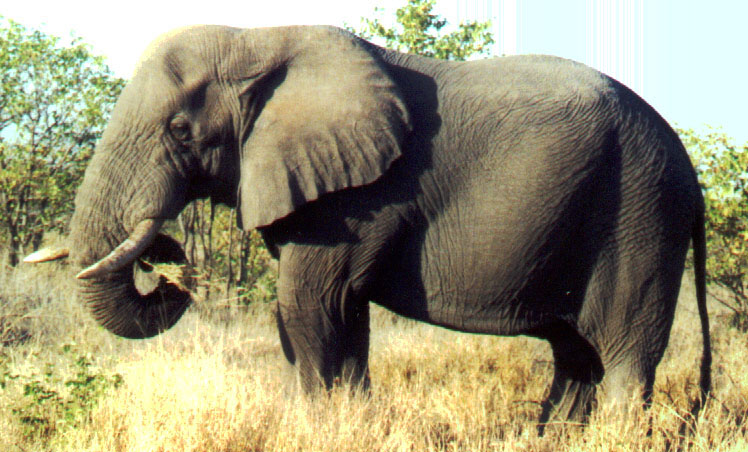 African Elelphant in Kruger National Park