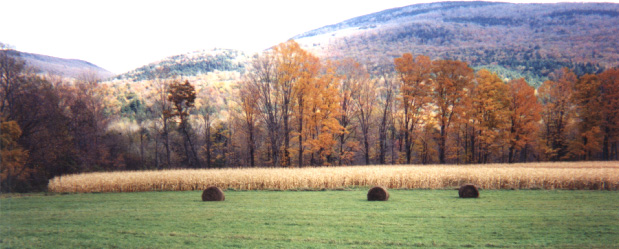 autumnal field