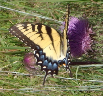 Swallowtail, tiger