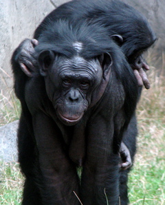 bonobo chimps