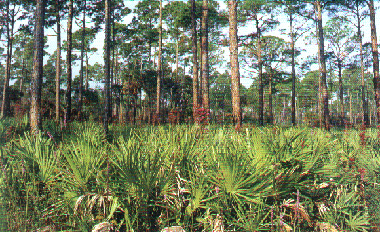 Pineforest