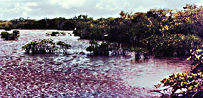 mangrove shore