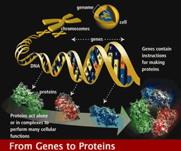 Genes are part of a process in creating proteins