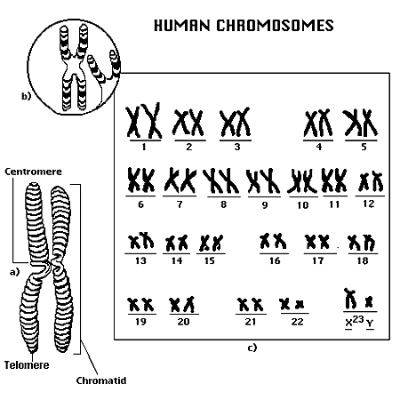 genome