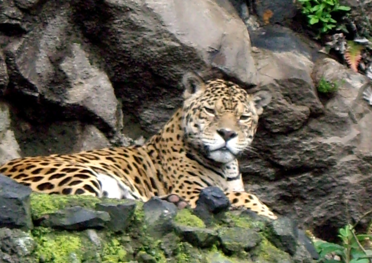 Jaguar