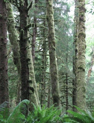 Rain Forest in Pacific Northwest