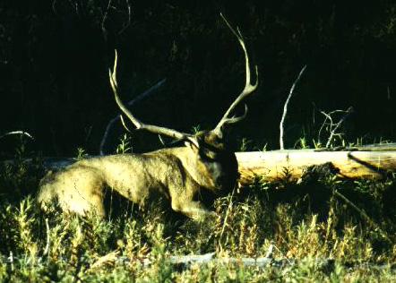 elk