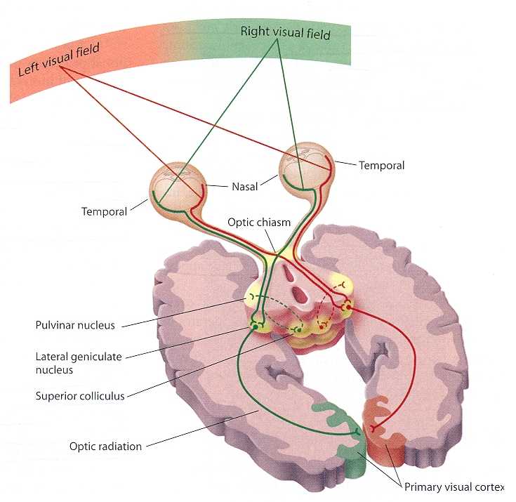 Eye Nerves