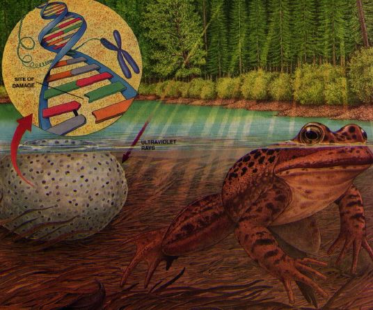 frog dna