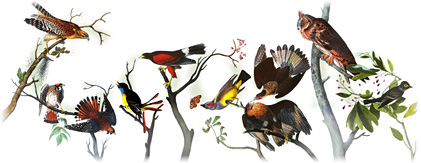 Audubon's birds