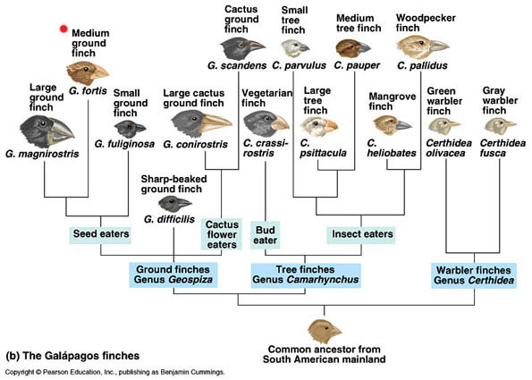 Galapagos Finches Evolution Drought