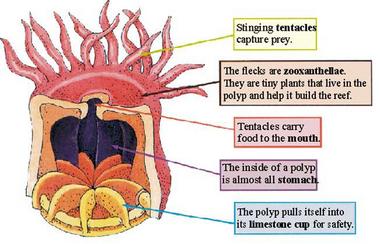 Coral polyps