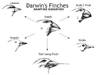 finches