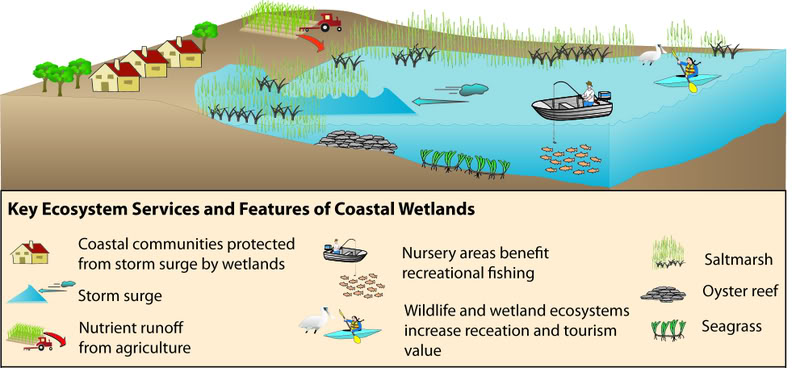 ecosystem services as an example of common-pool resources.