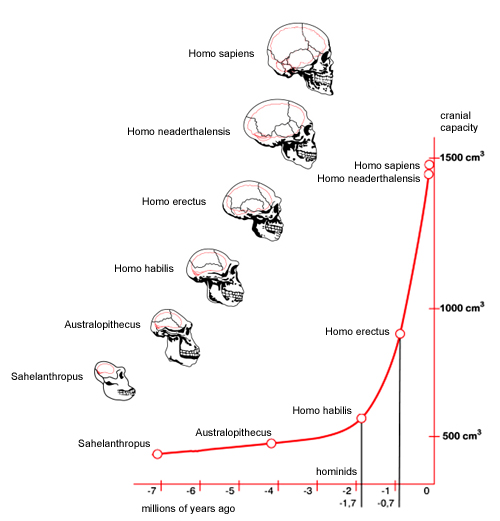 cranium size comparisons