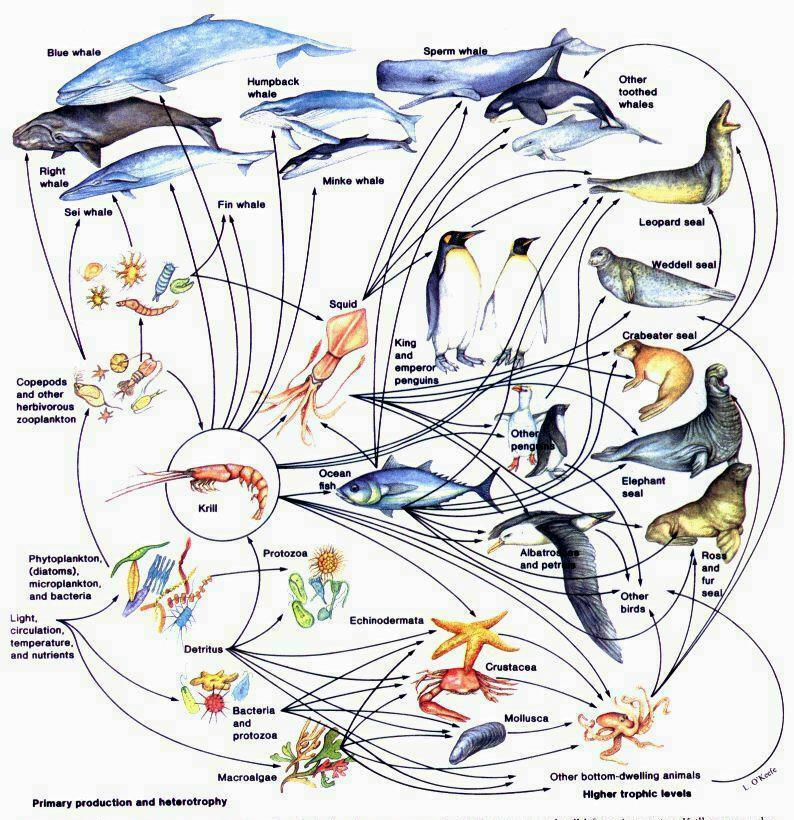 Ocean Food Web