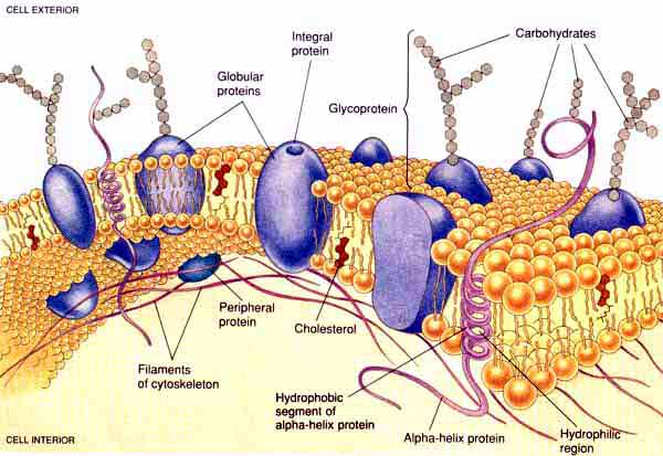 Cell Membrane Proteins