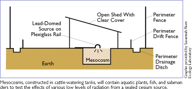 mesocosm