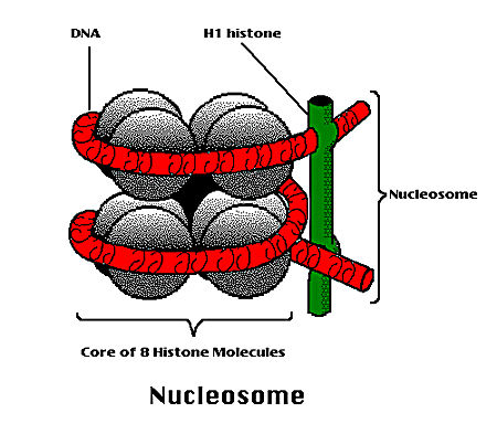 nucleosome