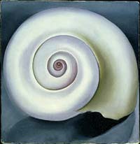 Coiled Shell O'keeffe