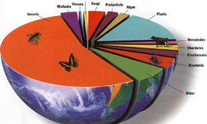 pie chart