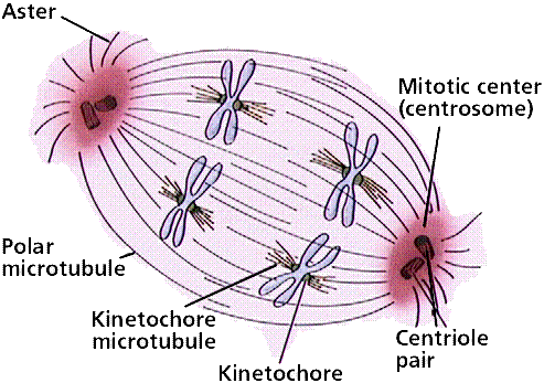 microtubuls