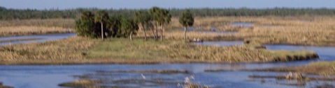 Saint Johns MArsh