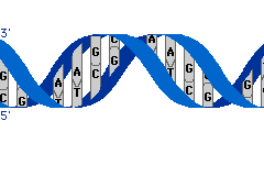 Transcription by RNA