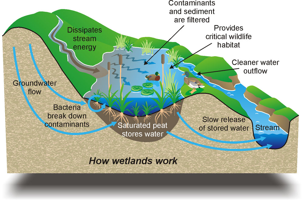 wetlands are?
