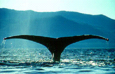 Humpback whale sounding in Chatham Straits (Alaska)
