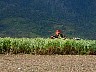 Sugar Cane Harvesters at Work