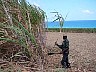 Theophilus Williams Cutting Sugar Cane