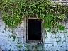 Window & Ferns