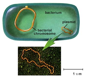 Bacteria