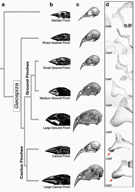 Finches differ