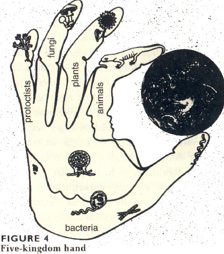 The Five Kingdom system