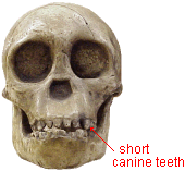 hominid skulls