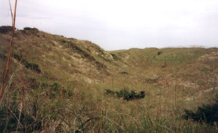 Back dune