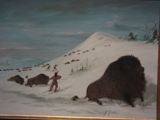 Bison hunting