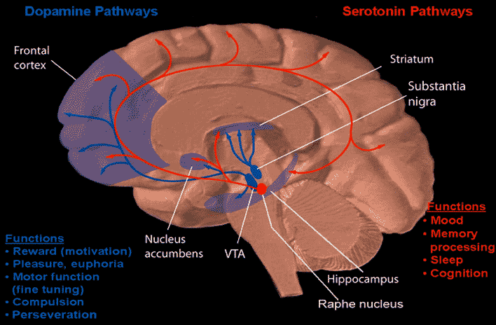cross-section of the brain