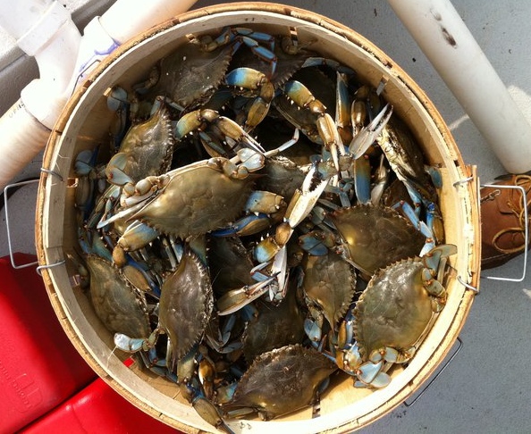 bucket of crabs