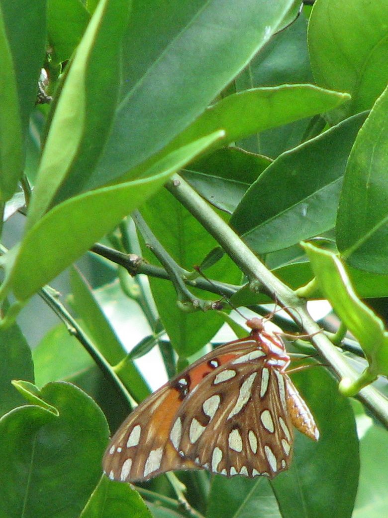 Gulf Fritillary