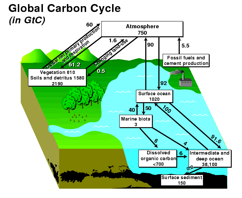 Carbon cycle