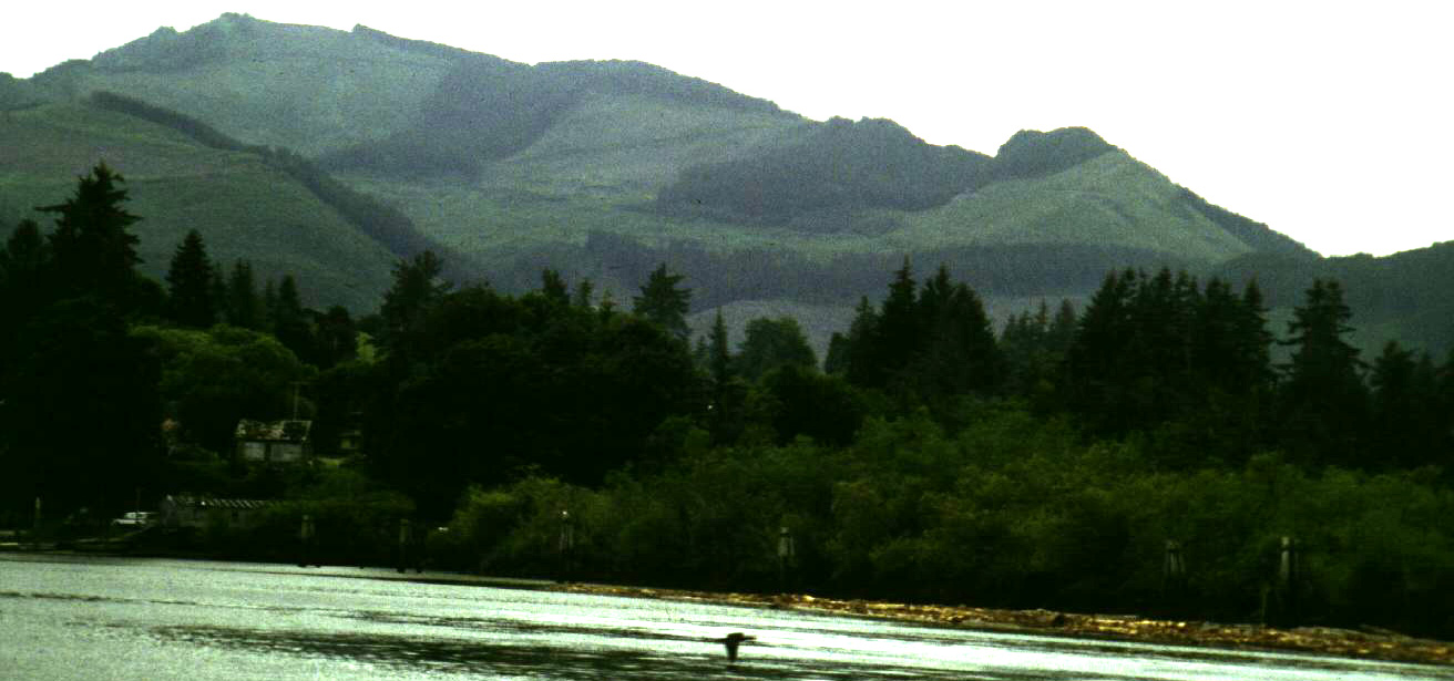 clear cut timber