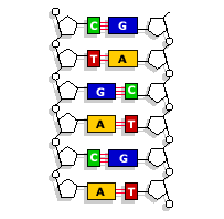 base pairs