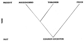 PAsserin DNA comparisons