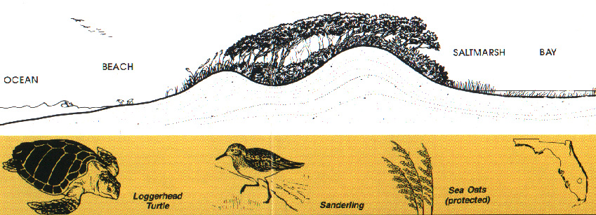 BArrier Dune System