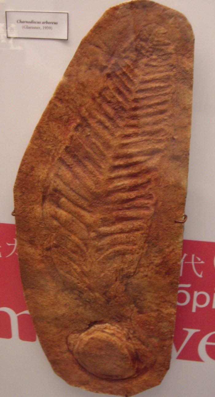 Ediacaran fossil