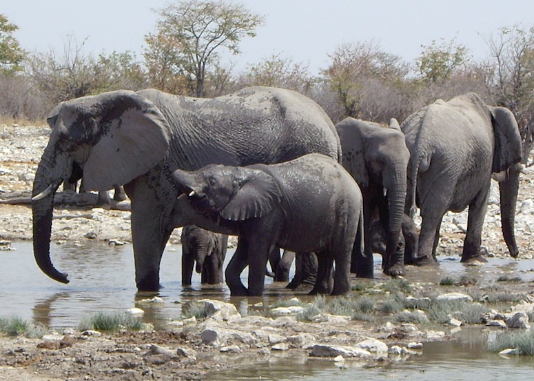Ecological relations of water and elephants in Etosha